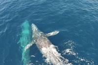 Dana Point Whale Watching Excursion