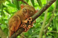 Day Trip to Bohol from Cebu with Chocolate Hills and Loboc River Cruise