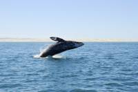 Deep-Sea Fishing or Whale-Watching Full-Day Excursion from Bilbao