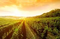 Temecula's Premier Wine Tasting Tour