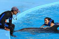 Dolphin Trainer for a Day in Cabo San Lucas
