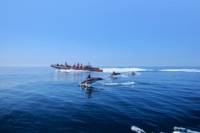 Dolphin Watching and Cave Tour from Albufeira