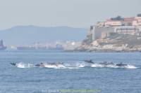 Dolphin Watching Excursion Gibraltar