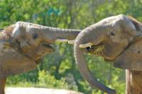 Elephant Sanctuary Tour from Kuala Lumpur