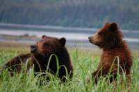 Exclusive Pack Creek Bear Viewing from Juneau