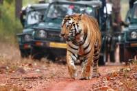 Explore Rajasthan with Tiger Safari at Ranthambore