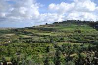 Extra Virgin Olive Oil Tasting in Mgarr