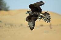 Falconry Experience and Wildlife Tour in Dubai