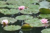Full-day Gerberoy and Giverny with Japanese Guide
