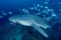 Full-Day Koh Tachai Scuba Diving from Phuket