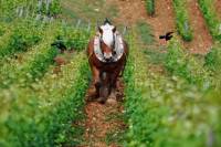 Full Day Private Tour -Tasting of 6 Grands Crus - The Best of Burgundy