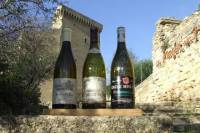 Full day Private Wine Tour from Avignon