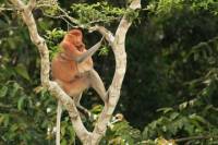Full-Day Sepilok Orangutan and Labuk Bay Proboscis Monkey from Sandakan