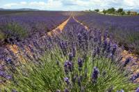 Full-day small group lavender tour to Valensole, Moustiers Sainte Marie and Verdon from Aix-en-Provence