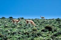 Full-Day Tour Including Villavicencio, The Route of 365 Curves and 7 Colors Mountain