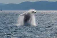 Full-Day Whale Watching Cruise from Montreal