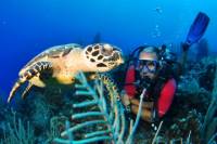 Grand Cayman SCUBA Diving