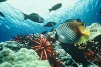 Grand Cayman Shore Excursion: Semi-Submarine and Fish Feeding Show