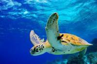 Grand Cayman Shore Excursion: West Bay Sightseeing Tour