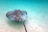 Grand Cayman Stingray City Excursion