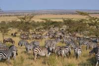 Great Serengeti Migration Trail