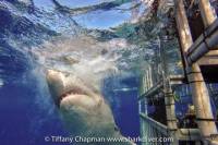 Great White Shark Dives