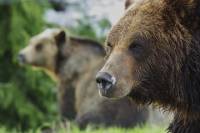 Grouse Mountain Admission