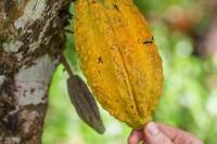 Guided Chocolate Tour and Ayung River Rafting in Bali with Buffet Lunch