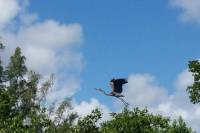Guided Urban Eco Tour by Kayak or Paddleboard