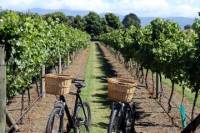 Half-Day Electric Bike Vineyard Tour from Nice
