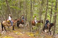 Half Day Guided Horseback Ride at Birkenhead Lake