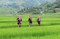 Half-Day Sapa Rice Fields Walking Tour