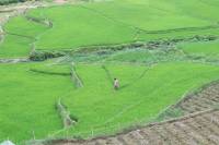 Half-Day Trekking Trip to Sapa Valley Including Y Linh Ho Visit