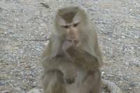 Half-Day VIP Boat Trip to Monkey Island and Fishing from Pattaya