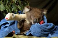 Healesville Sanctuary and Yarra Valley Day Trip from Melbourne