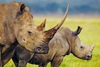 Hluhluwe Game Reserve Tour from Durban