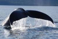 Hoonah Whale Watch Adventure