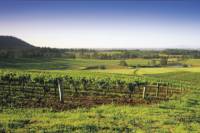 Hunter Valley Food and Wine Tasting Day Tour from Sydney Including Optional Hunter Valley Gardens