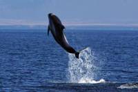 Icelandic Horse Riding and Express Whale Watching Tour from Reykjavik