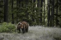 Jasper Evening Wildlife Discovery Tour