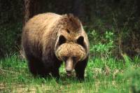 Jasper Evening Wildlife Tour