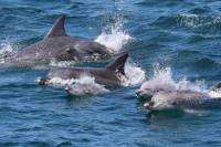 Jervis Bay Dolphin Eco Cruise