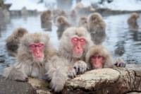 Jigokudani Monkey Park, Hot Springs and Zenko-ji Temple in Nagano