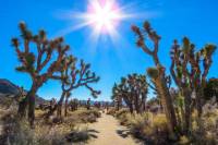 Joshua Tree National Park Customized Guided Hiking Tour