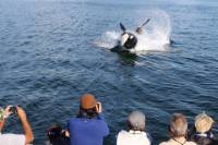 Juneau Shore Excursion: Whale-Watching Cruise and Seafood Meal on Mt Roberts