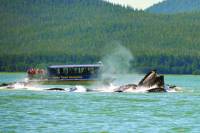 Juneau Whale Watching and Salmon Bake Combo