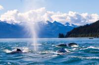 Juneau Whale-Watching Cruise