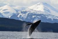 Juneau Whale-Watching Cruise with Crab Lunch or Dinner