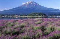 Katsunuma and Fuji Five Lakes Day Trip from Tokyo: Wine Tasting, Fruit Picking and Flower Fields