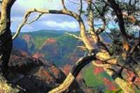 Kauai Waimea Canyon Experience